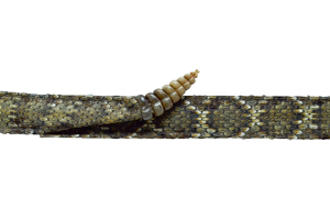 Style: 8150 Western Diamondback Rattlesnake Band